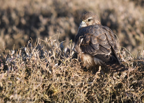 Merlin