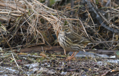 Meadow Pipit