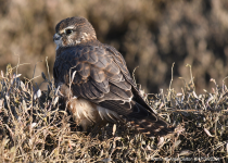 Merlin