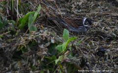 Reed Bunting