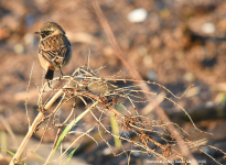 Stonechat