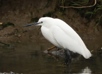 Little Egret