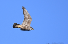 Peregrine