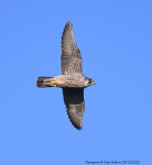 Peregrine