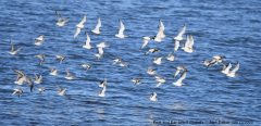 Knot and Bar-tailed Godwits