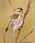 Redpoll