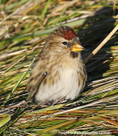 Redpoll