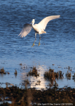 Little Egret