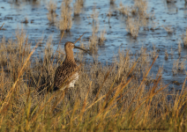 Curlew