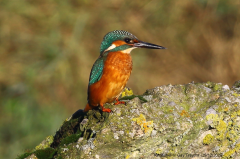 Kingfisher