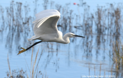 Little Egret