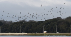 Grey Plovers