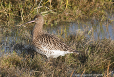 Curlew