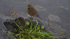 Rock Pipit