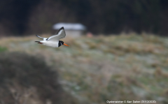 Oystercatcher