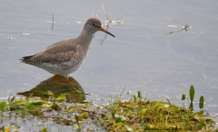 Redshank