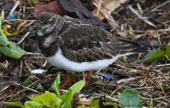 Turnstone