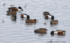 Shovelers