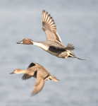 Pintails