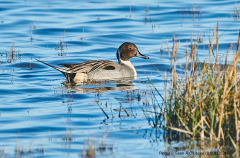 Pintail