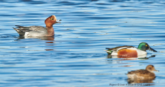 Wigeon