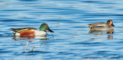 Shoveler and Teal