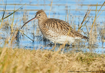 Curlew