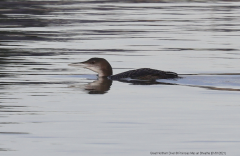 Great Northern Diver