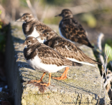 Turnstones