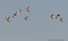 Grey Plovers