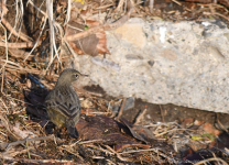 Rock Pipit