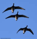 Brent Geese