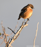 Stonechat