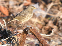 Rock Pipit