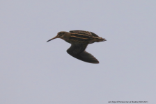 Jack Snipe