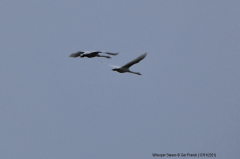 Whooper Swans