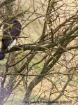 Sparrowhawk