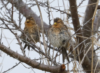 Twite