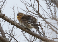 Twite