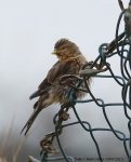 Twite