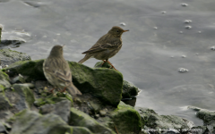 Rock Pipit