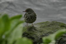 Rock Pipit