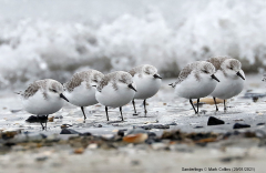 Sanderlings