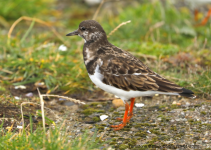 Turnstone