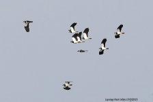 Lapwings