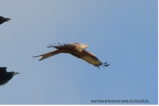 Red Kite