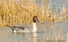 Pintail