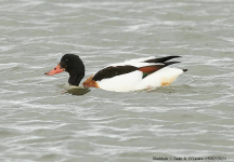 Shelduck