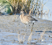 Curlew