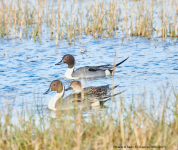 Pintails